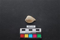 藏品(貝殼)的圖片