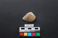 藏品(貝殼)的圖片