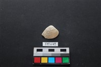 藏品(貝殼)的圖片