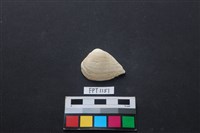 藏品(貝殼)的圖片