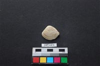 藏品(貝殼)的圖片