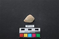 藏品(貝殼)的圖片