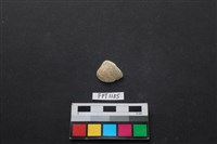 藏品(貝殼)的圖片