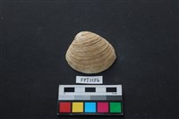 藏品(貝殼)的圖片