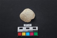 藏品(貝殼)的圖片