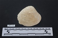 藏品(貝殼)的圖片