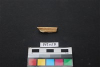 藏品(偶蹄類動物骨)的圖片