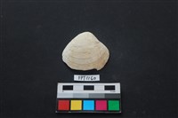 藏品(貝殼)的圖片