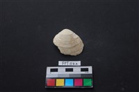 藏品(貝殼)的圖片