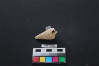 藏品(貝殼)的圖片