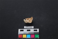 藏品(貝殼)的圖片