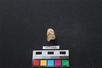 藏品(貝殼)的圖片