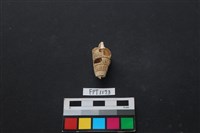 藏品(貝殼)的圖片