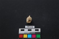 藏品(貝殼)的圖片