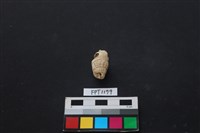 藏品(貝殼)的圖片