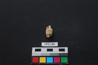 藏品(貝殼)的圖片