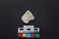 藏品(貝殼)的圖片