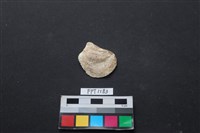 藏品(貝殼)的圖片