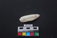 藏品(貝殼)的圖片