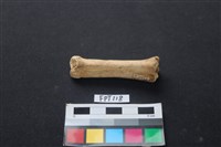 藏品(豬骨)的圖片