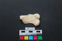 藏品(貝殼)的圖片