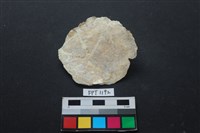 藏品(貝殼)的圖片