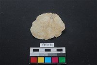 藏品(貝殼)的圖片