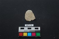 藏品(貝殼)的圖片