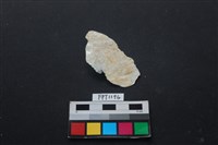 藏品(貝殼)的圖片