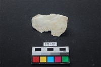 藏品(貝殼)的圖片