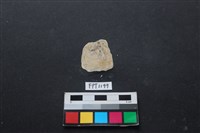 藏品(貝殼)的圖片