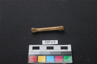 藏品(兔科骨)的圖片