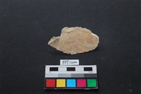 藏品(貝殼)的圖片