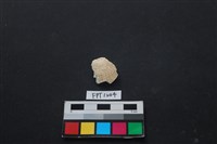 藏品(貝殼)的圖片