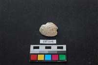 藏品(貝殼)的圖片