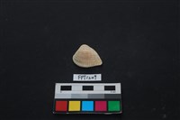 藏品(貝殼)的圖片