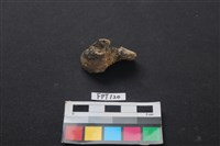 藏品(鹿骨)的圖片