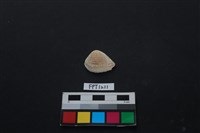 藏品(貝殼)的圖片