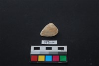 藏品(貝殼)的圖片