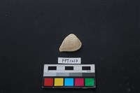 藏品(貝殼)的圖片