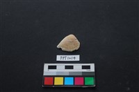 藏品(貝殼)的圖片