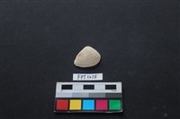 藏品(貝殼)的圖片