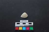 藏品(貝殼)的圖片