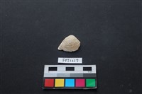 藏品(貝殼)的圖片