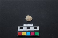 藏品(貝殼)的圖片