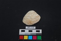 藏品(貝殼)的圖片