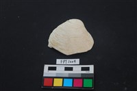 藏品(貝殼)的圖片