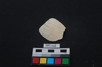 藏品(貝殼)的圖片