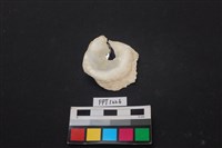 藏品(貝殼)的圖片