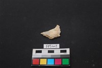 藏品(貝殼)的圖片